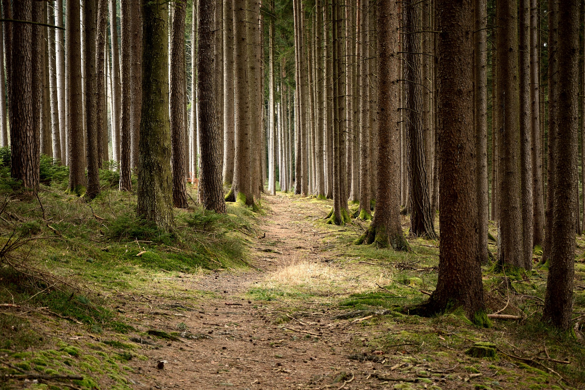 Klimawandel und Wald