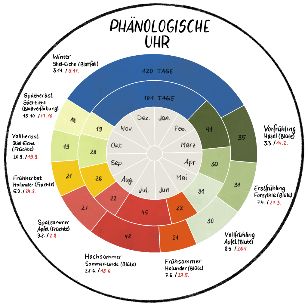 Die Phänologische Uhr